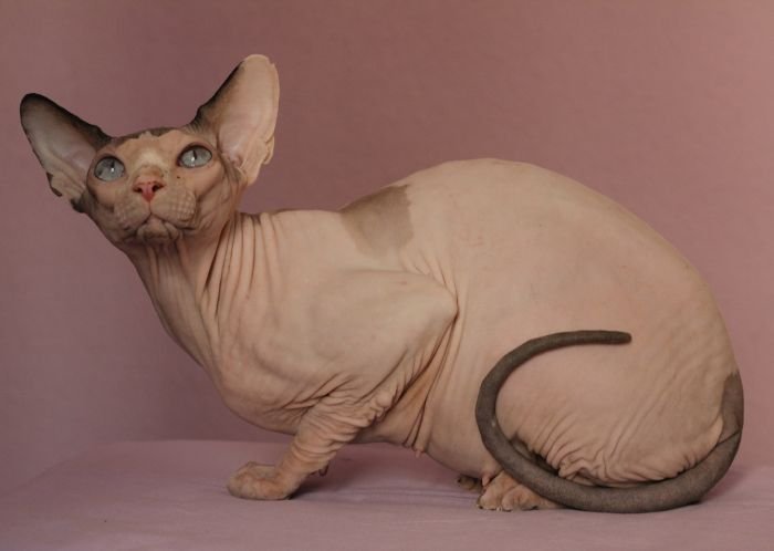 Eva of Butterflies  Sphynx