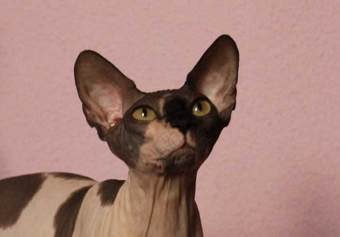 Sphynx