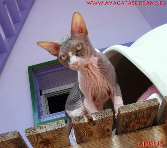Sphynx cat