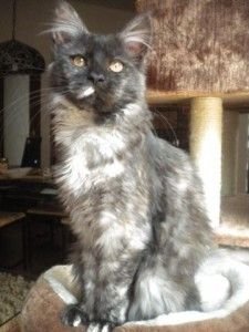 Maine Coon