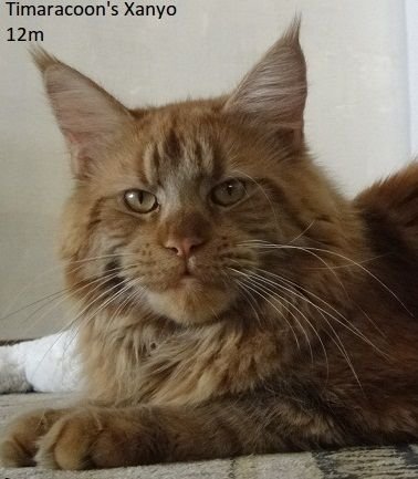 Maine Coon