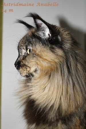 Astridmaine Anabelle