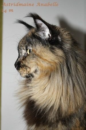 Maine Coon