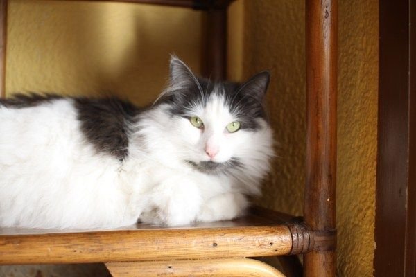 Gato Bosque de Noruega