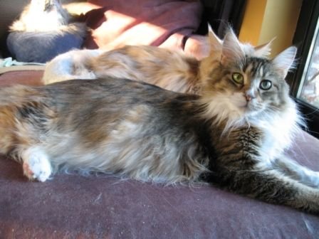 Aqua-Cat's Unique