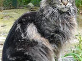 Maine Coon