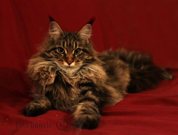 Gato Maine Coon