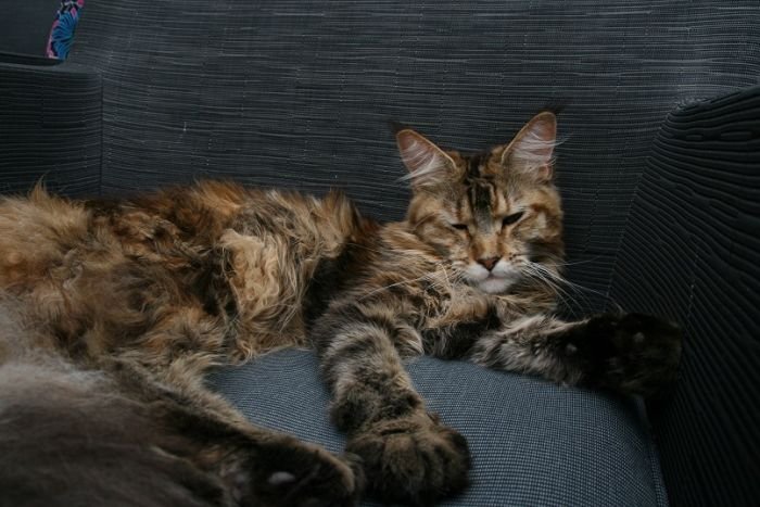 Maine Coon