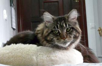 Maine Coon