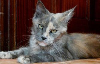 Maine Coon