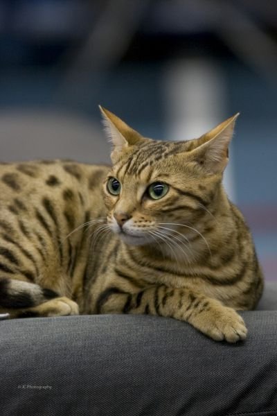 Gato Bengalí