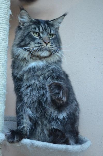 Maine Coon