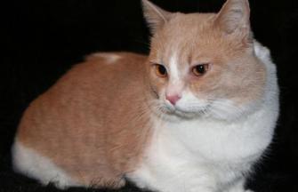 Munchkin cat