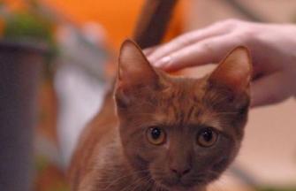 Munchkin cat