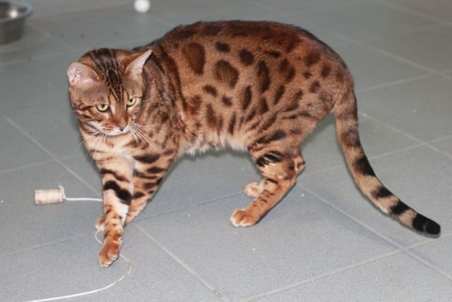 Bengalí