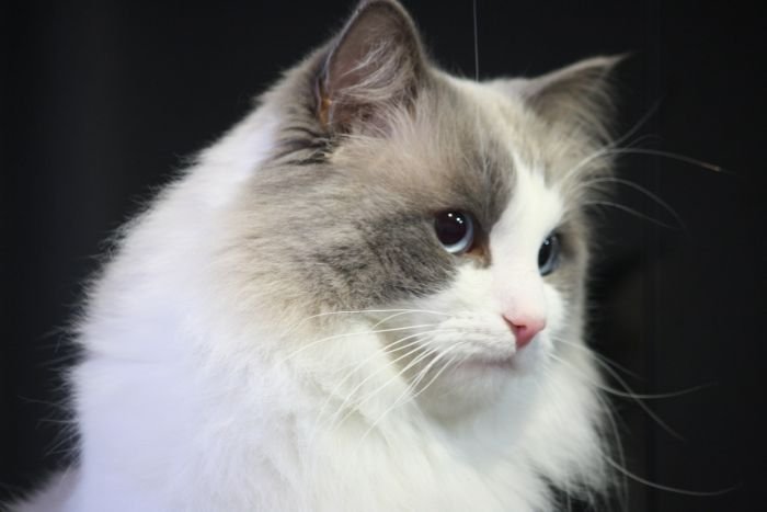 Ragdoll