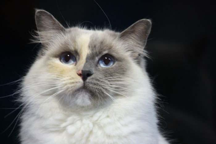 Ragdoll