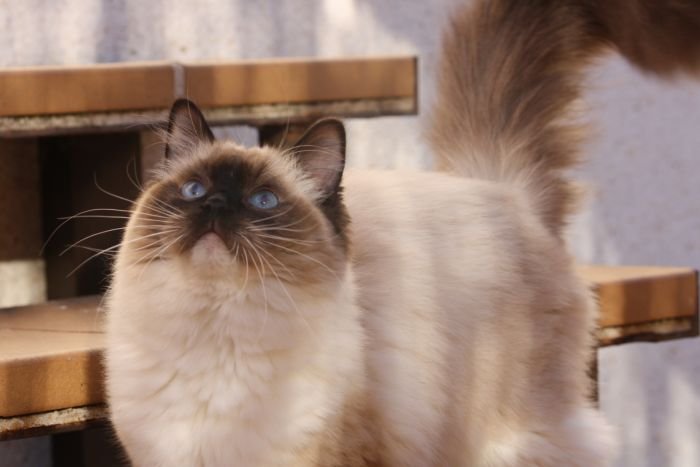 Ragdoll