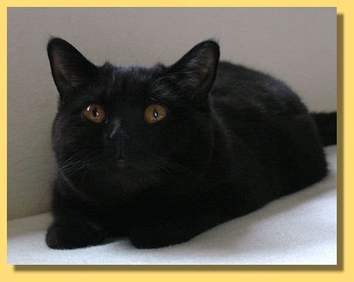 British Shorthair