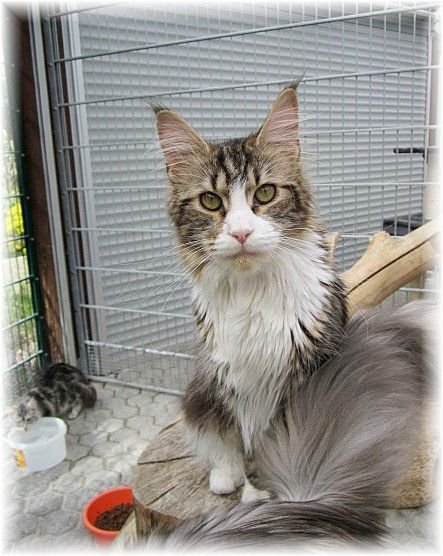 Maine Coon