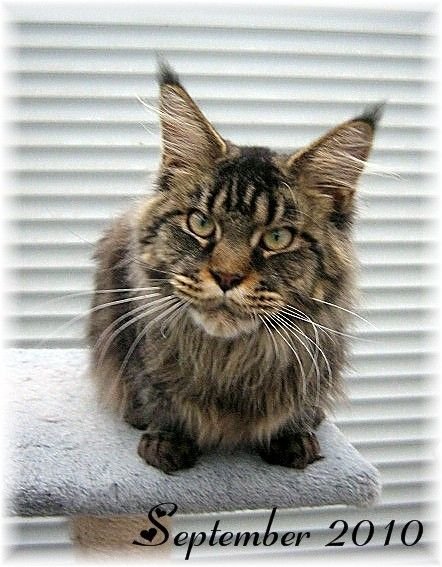Maine Coon
