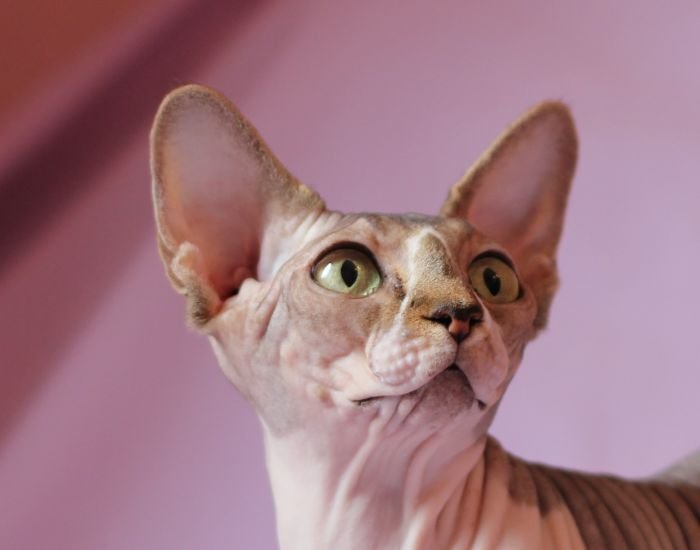 Esmeralda of Butterflies Sphynx