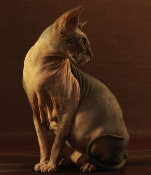 Angel-Beuty of Butterflies Sphynx