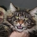 S* Street cats just as I am