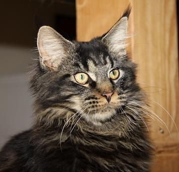 Maine Coon