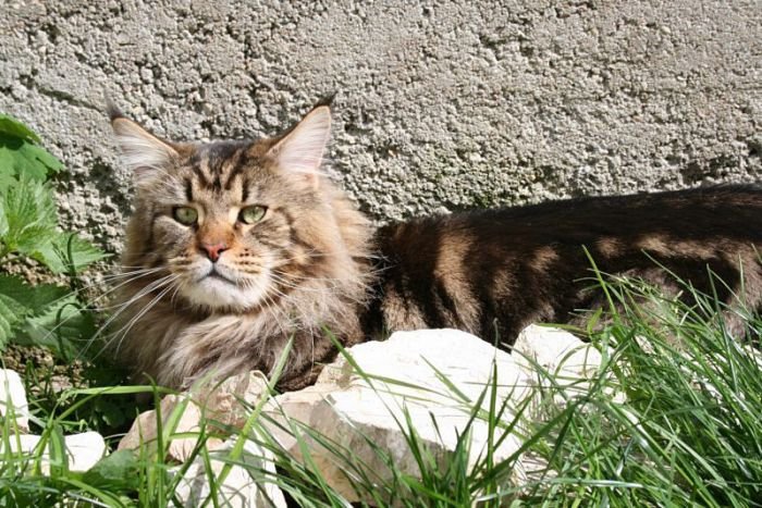 Maine Coon