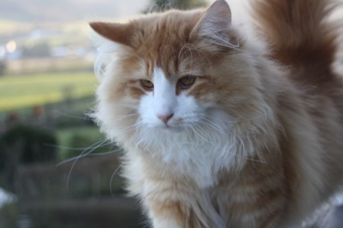 Norwegian Forest cat