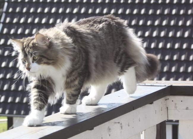Norwegian Forest cat