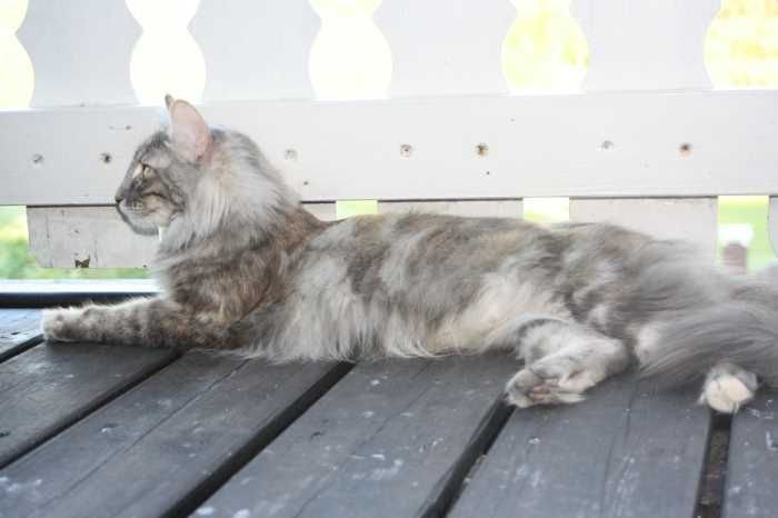 Norwegian Forest cat