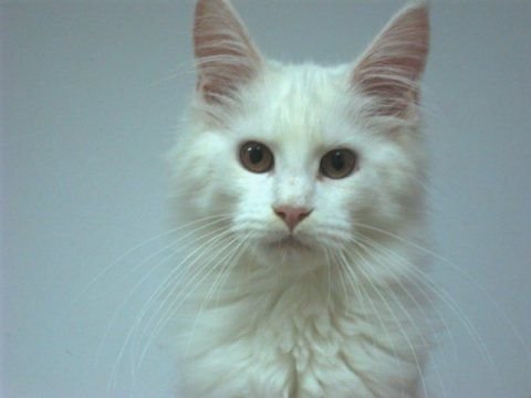 Maine Coon