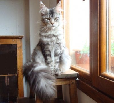 IT* SPIRIT OF LYNX SIESTA