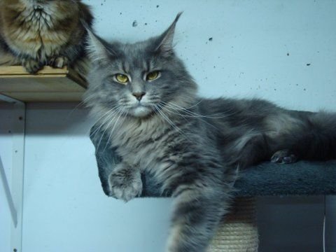 D`Blusea de Vitorones coons