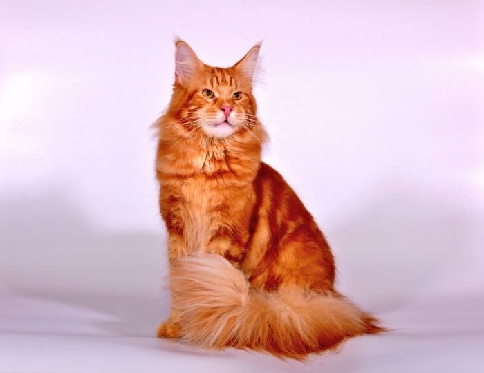 Gato Maine Coon