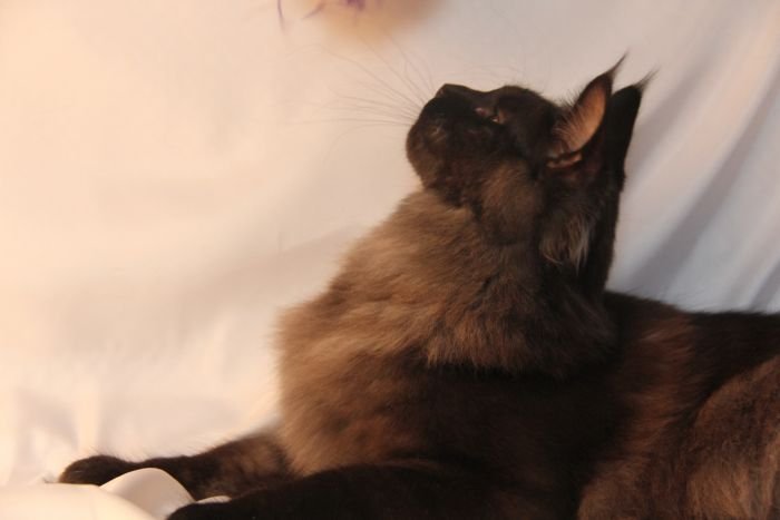 Maine Coon