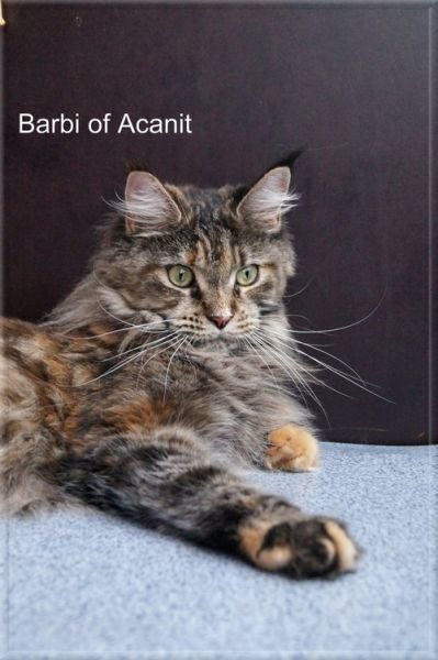Maine Coon