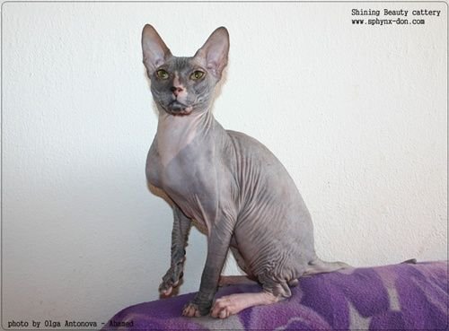 Sphynx Katze