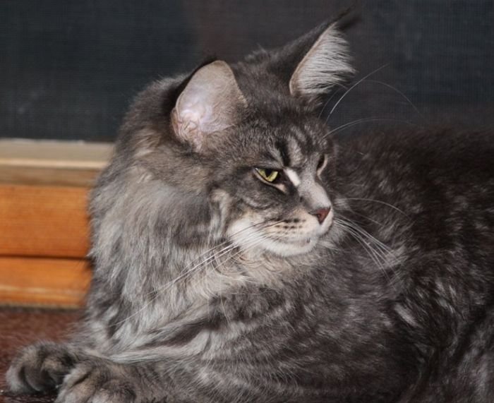 Maine Coon
