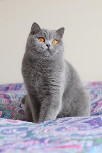 British Shorthair