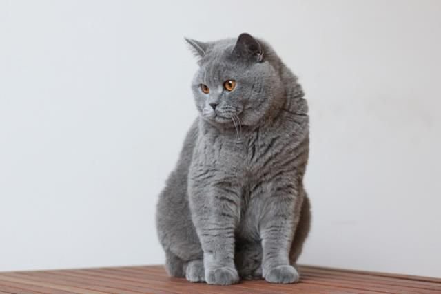 British Shorthair