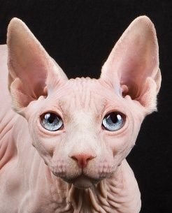 Sphynx