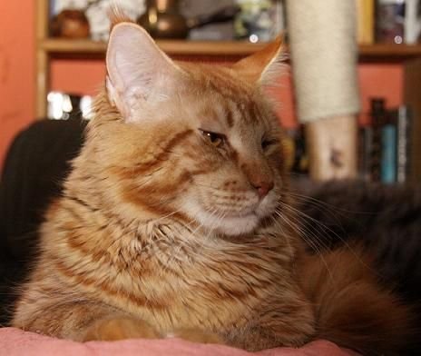 Maine Coon