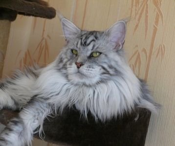 Maine Coon