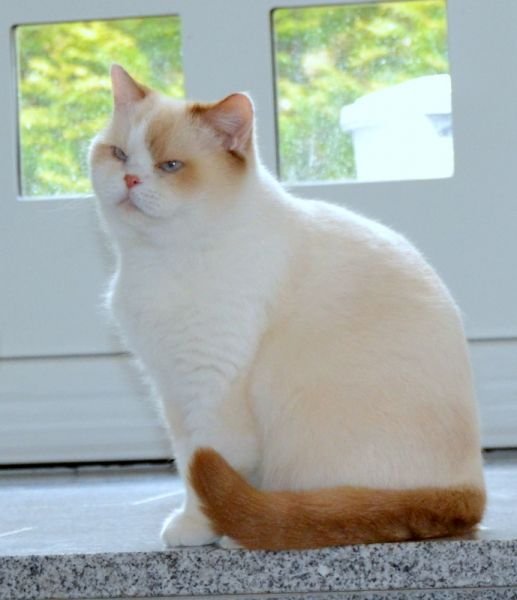 British Shorthair cat