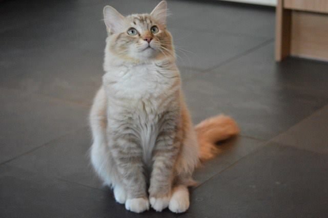 Ragdoll