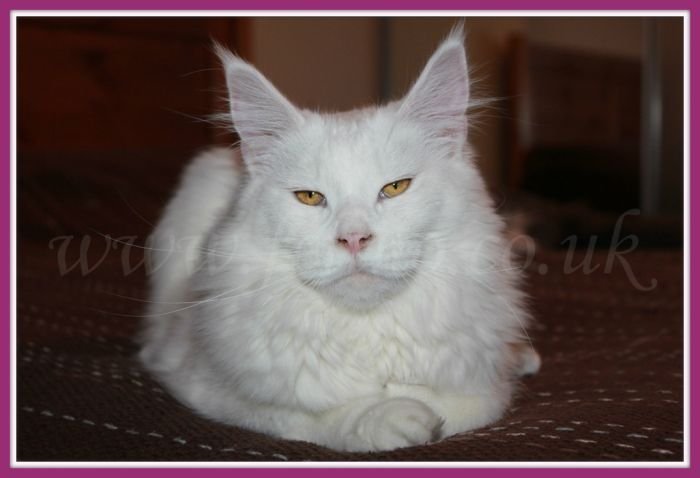 Maine Coon