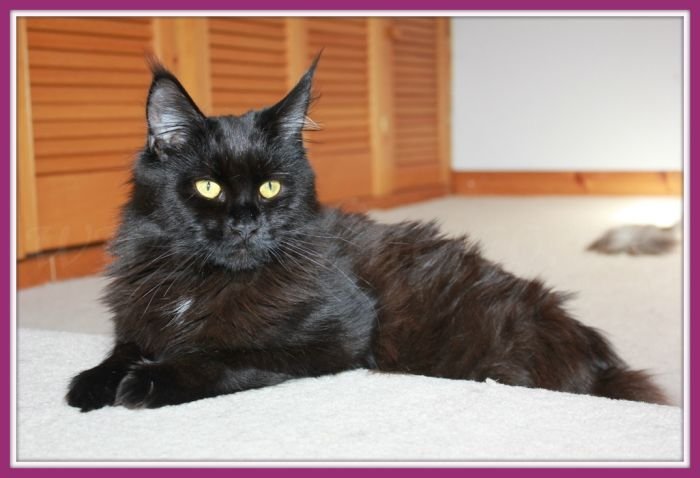 Maine Coon